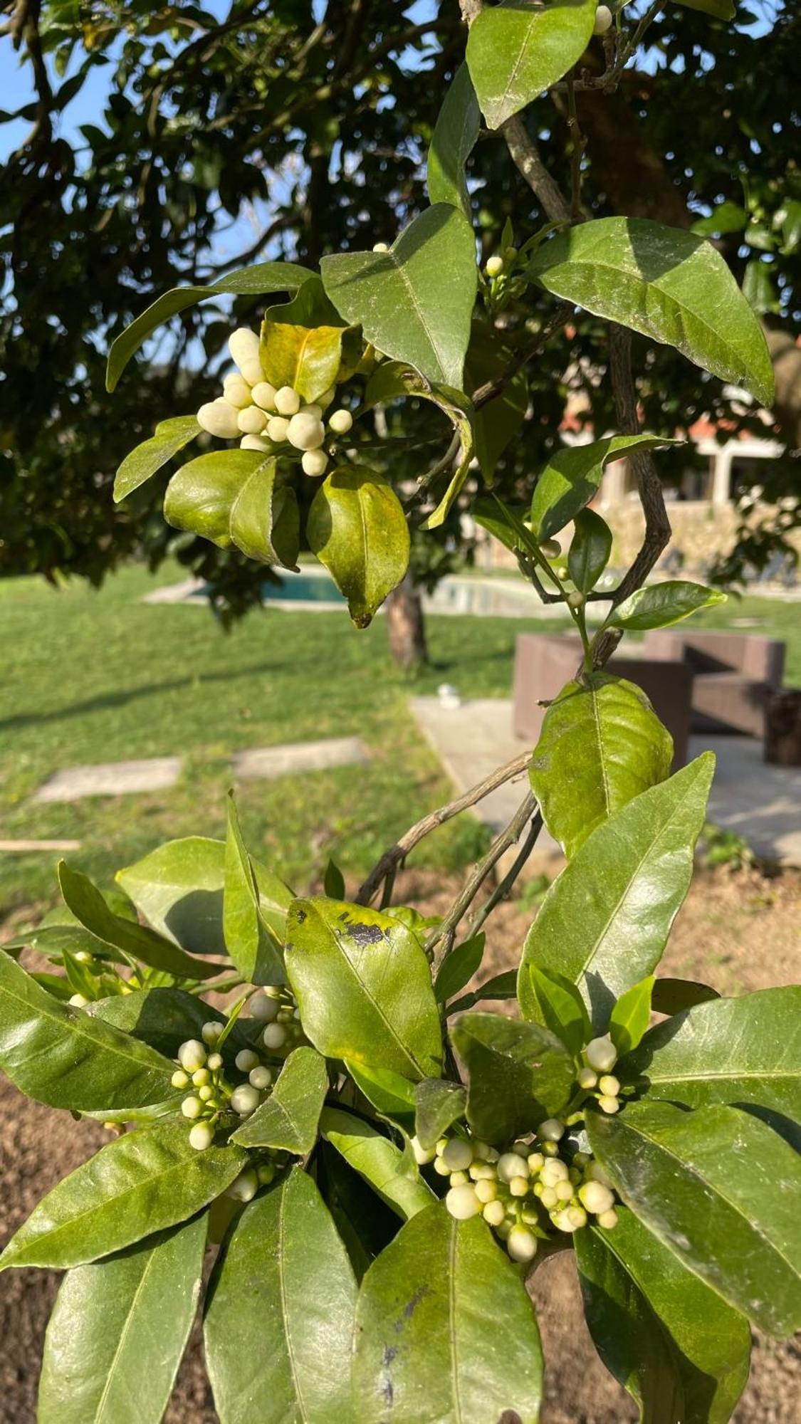 Quinta De Villasete Alpendurada Exterior foto